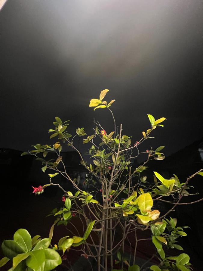 Sunflower Homestay ハイフォン エクステリア 写真